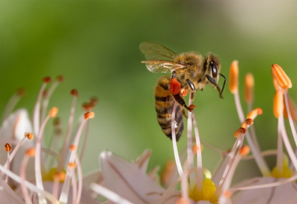 Lesáci a včelaři dostanou od kraje celkem 11 milionů korun