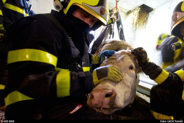Hasiči zachraňovali čtyřsetkilogramovou krávu z tři metry hluboké betonové jímky