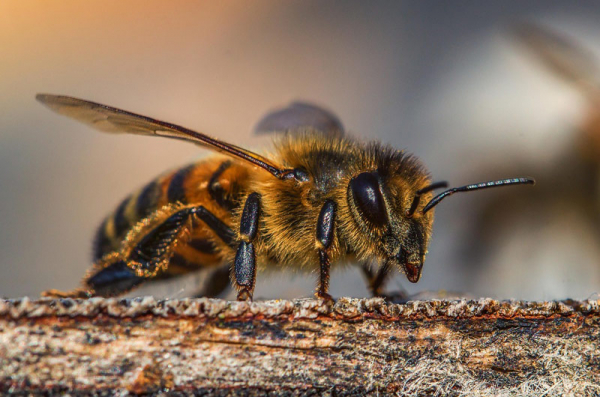 Včely na Frýdecko-Místecku pobodaly několik lidí. Pro dvě ženy musel vrtulník