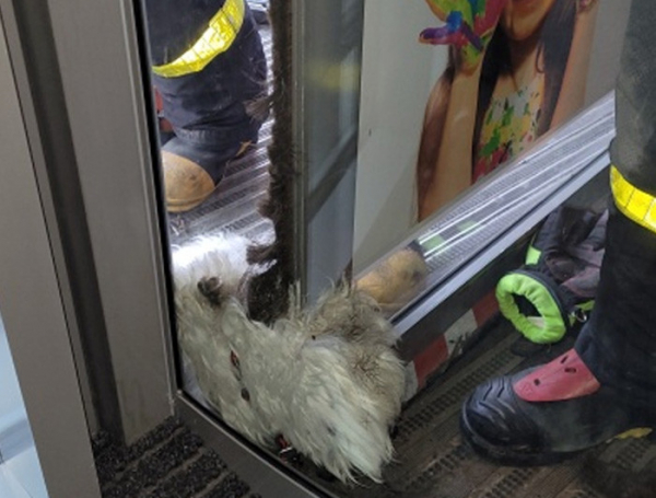 V obchodním domě v Opavě zachraňovali hasiči psa z otáčecích dveří