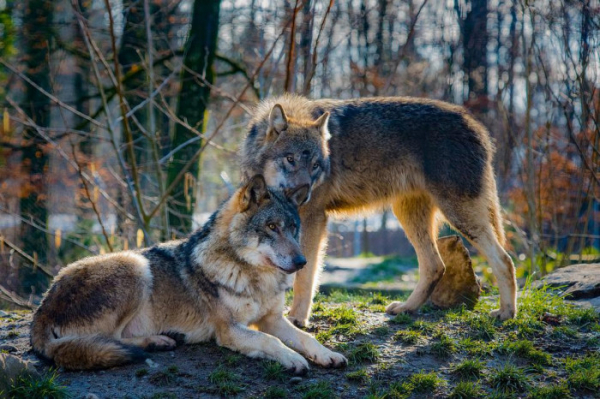 AOPK: Mapování velkých šelem v Beskydech potvrdilo výskyt rysů a vlků, přítomnost medvědů nebyla prokázána