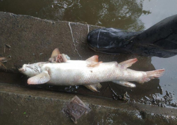 ČIŽP: Příčinou úhynu ryb v Odře, na hraničním profilu Chałupki-Starý Bohumín, byl nedostatek kyslíku