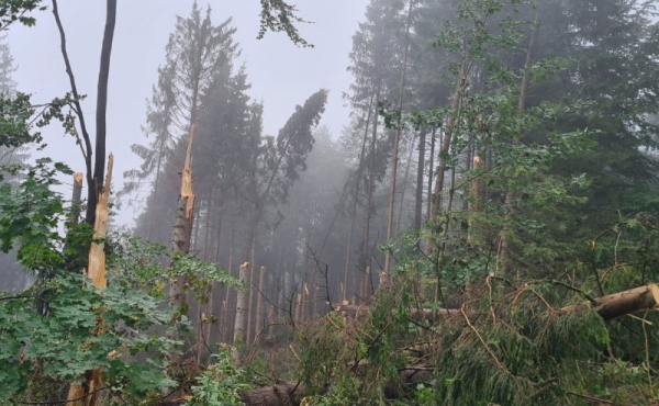 Lesy ČR zpracovávají kalamitní dříví a ve dvou oblastech žádají státní správu o zákaz vstupu veřejnosti do lesů