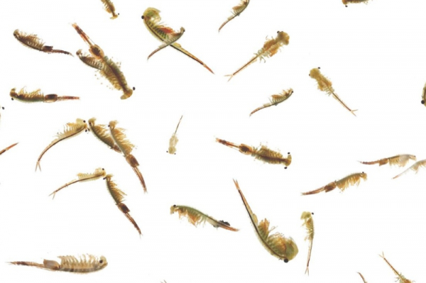 AOPK: V pooderských tůních se objevily vzácné žábronožky